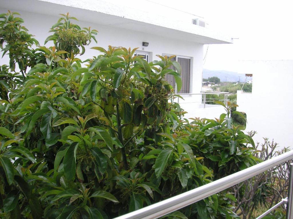 Maria Studios And Apartments CCharaki Buitenkant foto